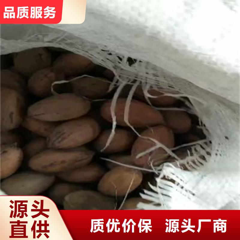 碧根果_梨树苗品质优良