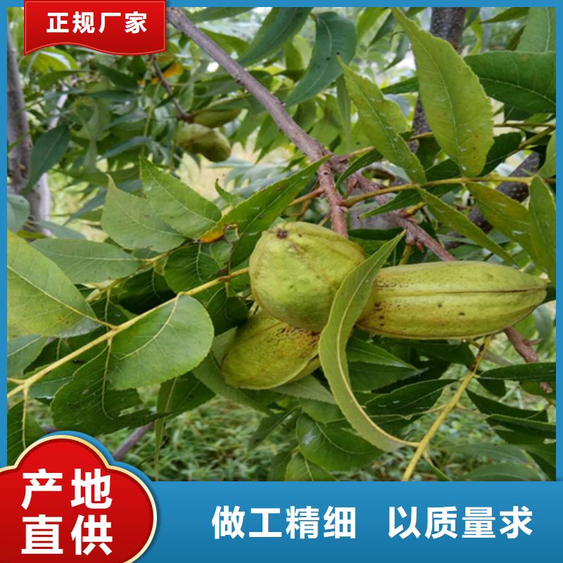 碧根果 【蓝莓苗】专业供货品质管控