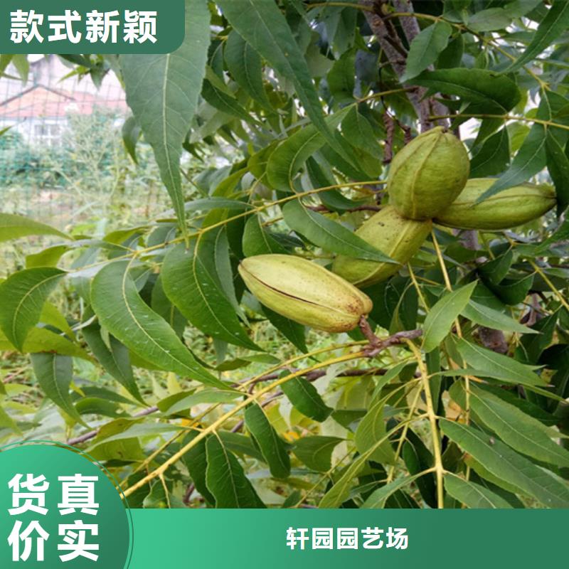 碧根果西瓜番石榴苗价格实惠