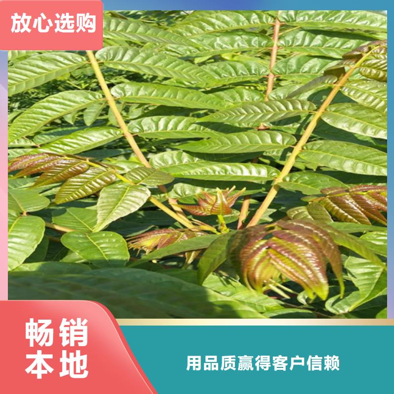 香椿北美冬青厂家货源