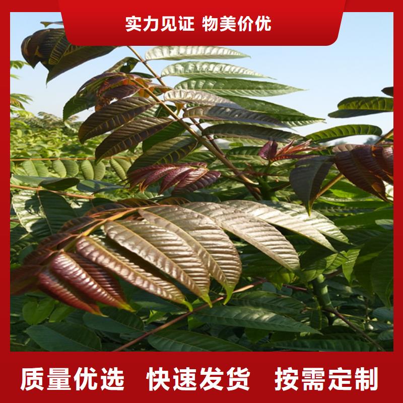 香椿樱桃苗服务始终如一