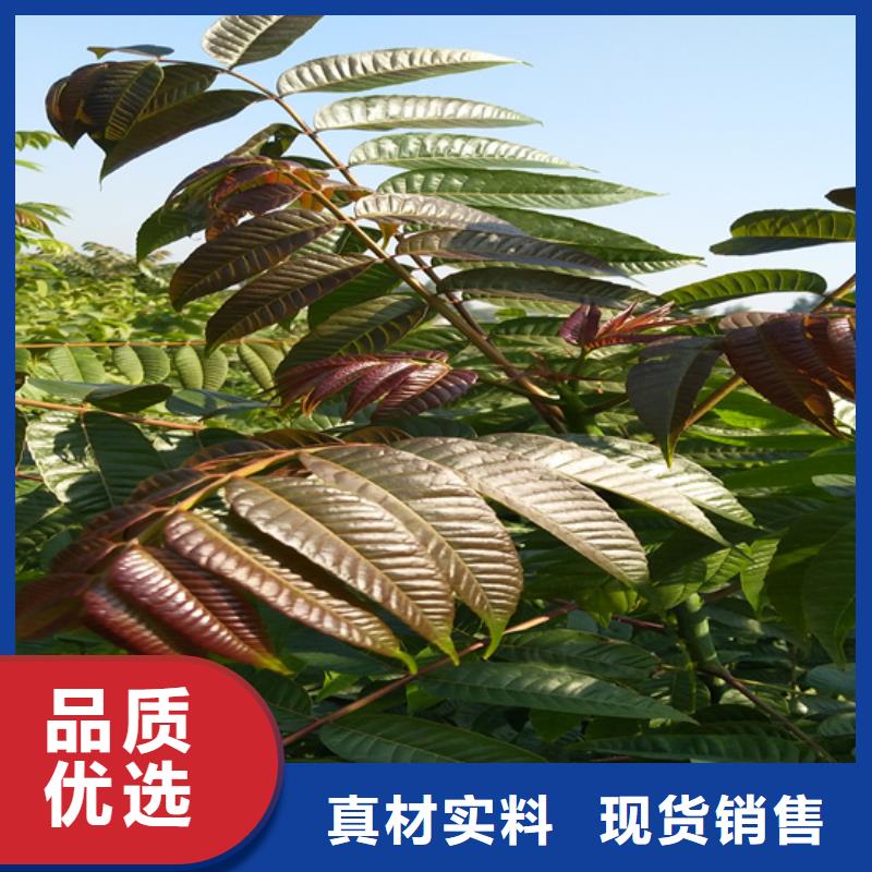 香椿石榴苗口碑好实力强