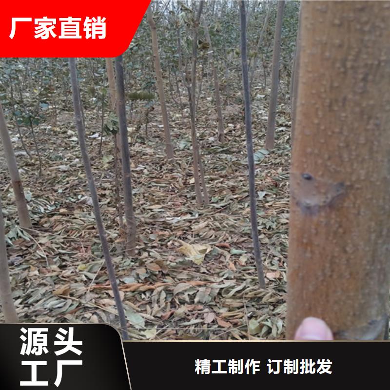 【香椿苹果苗精心选材】