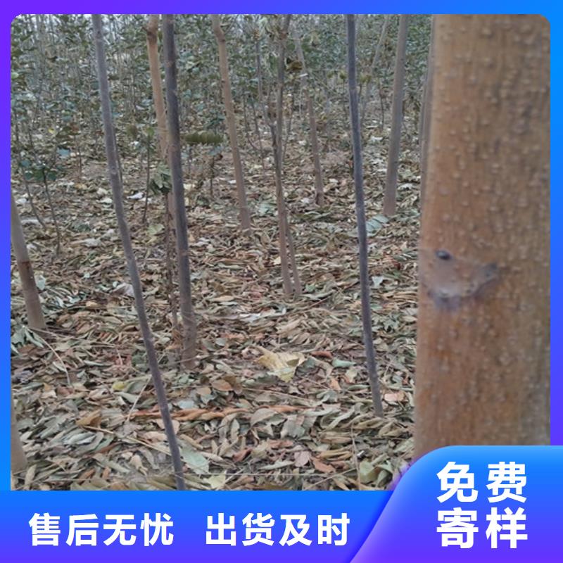 香椿苹果苗标准工艺