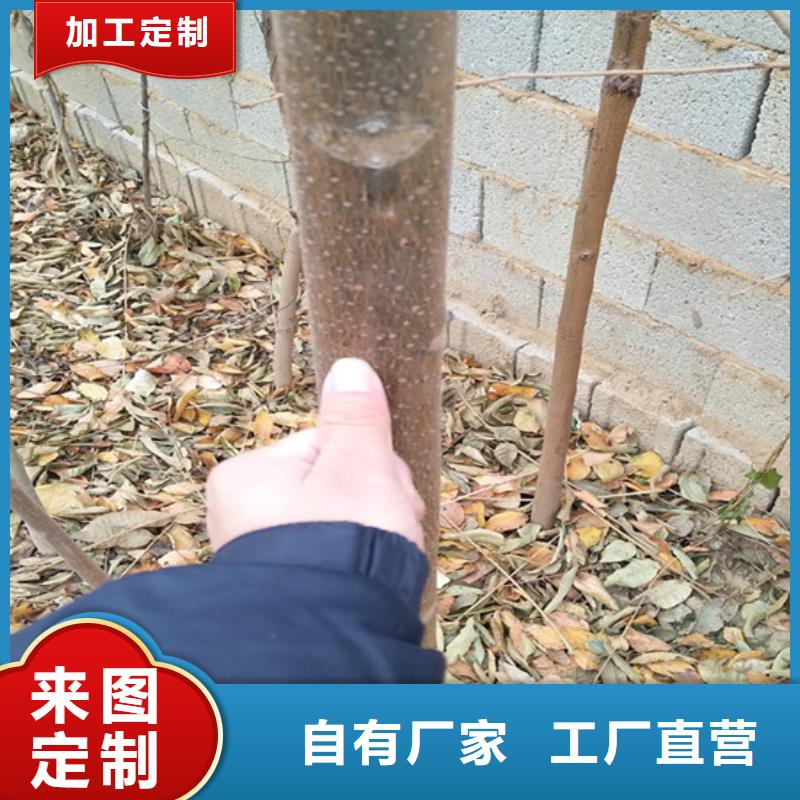 香椿樱桃苗源厂直接供货