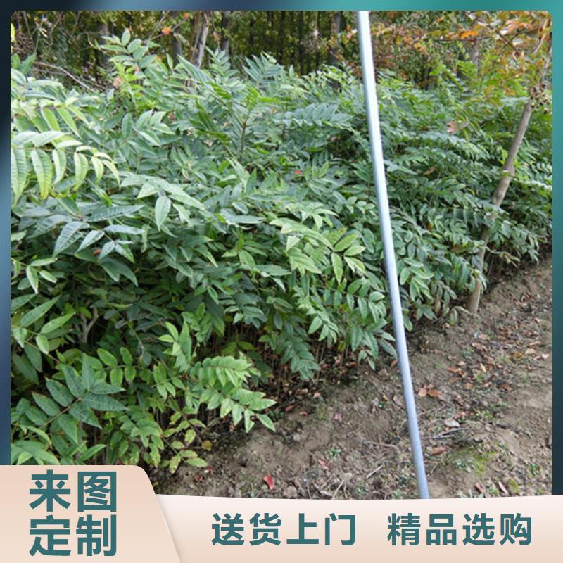 【香椿苹果苗精心选材】