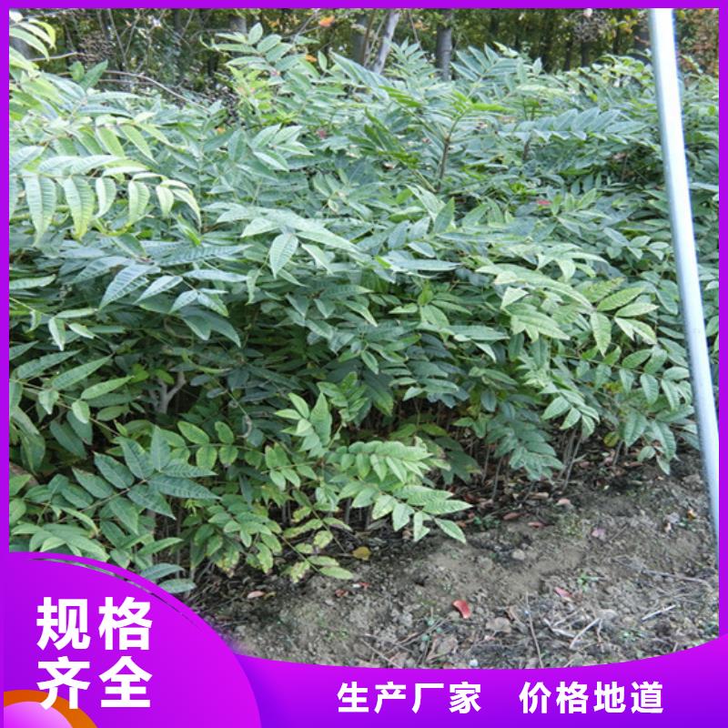 香椿苹果苗标准工艺