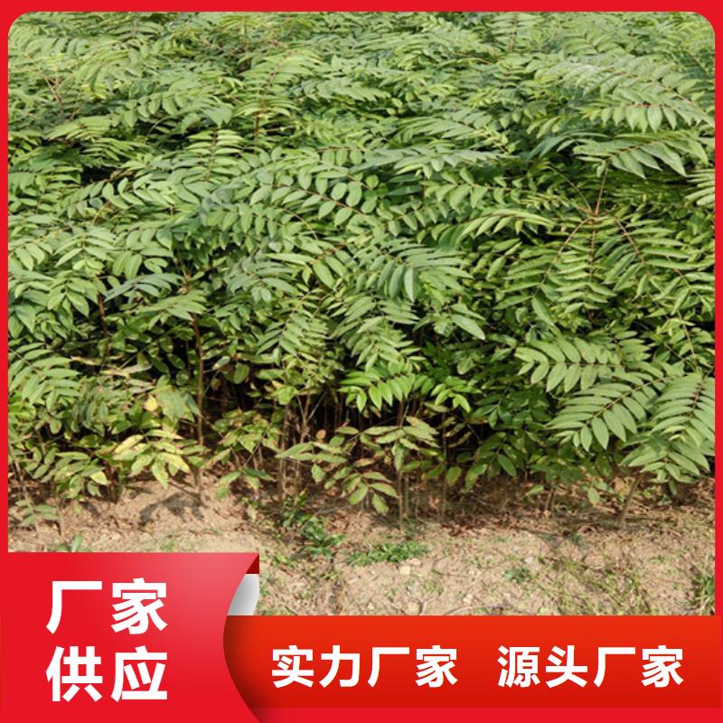 香椿苹果苗甄选好厂家