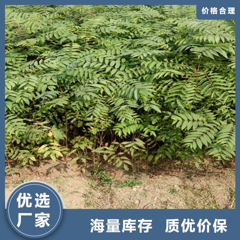 香椿,石榴树选择我们没错