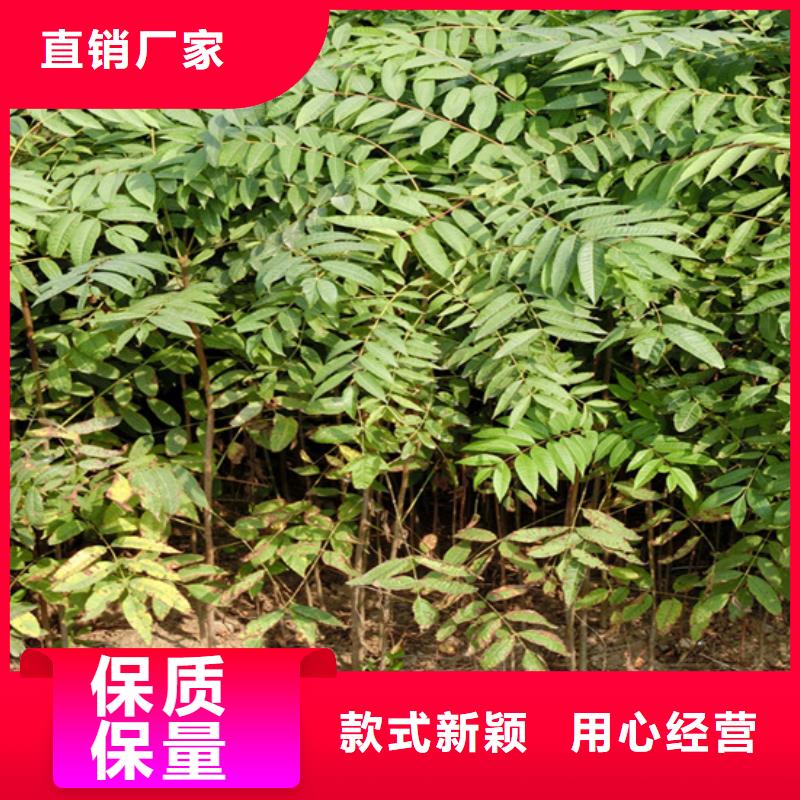 香椿苹果苗质保一年