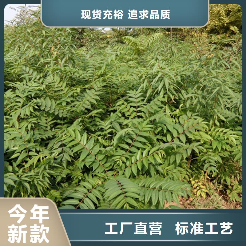 香椿苹果苗物美价优