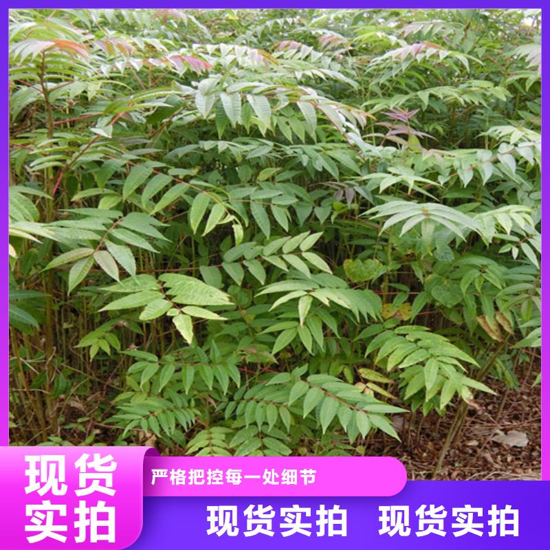 香椿苹果苗标准工艺