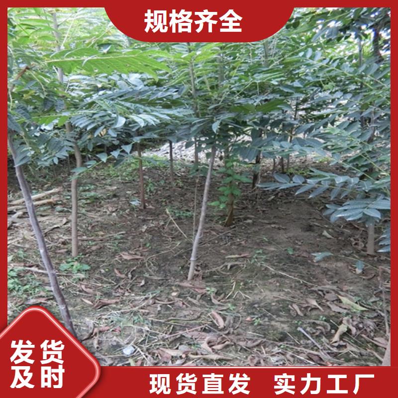 香椿石榴树货源稳定