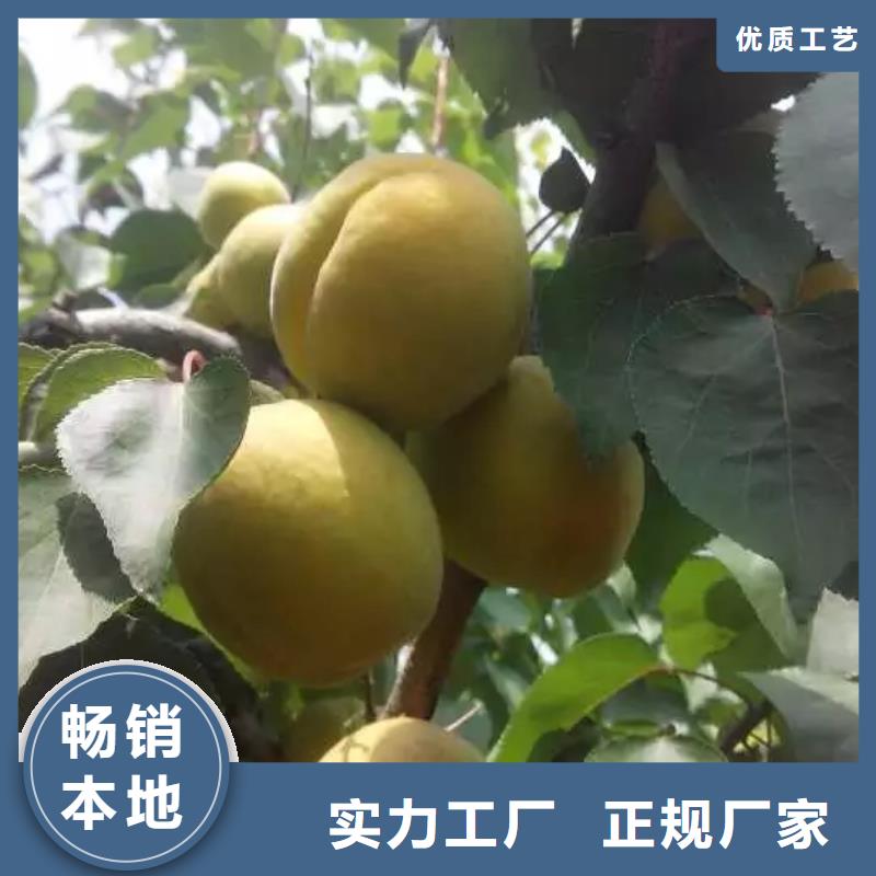 西瓜番石榴苗-视频-西瓜番石榴苗-四川省资阳市【本地】经销商-乐至|安岳|攀枝花|甘孜|德阳|广安