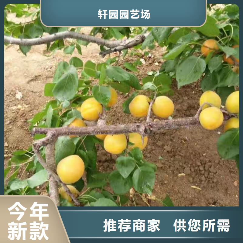 杏_无花果苗细节决定成败