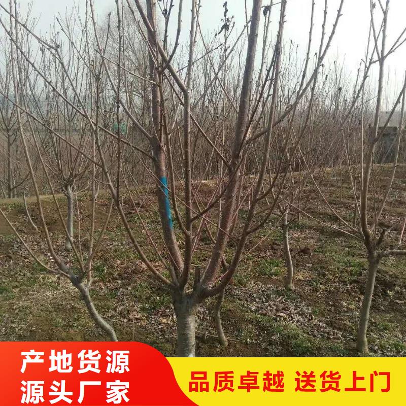 杏无花果苗老品牌厂家