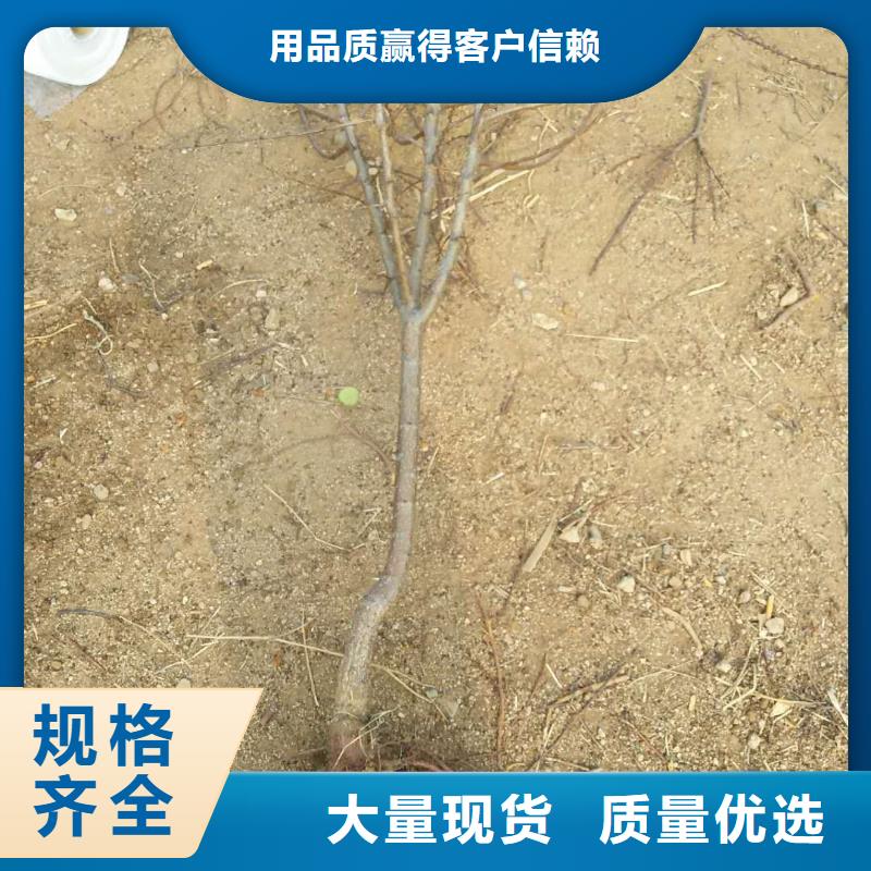 杏_无花果苗细节决定成败