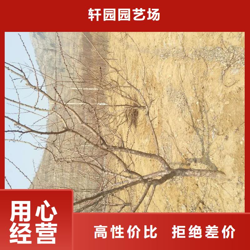 杏苹果苗厂家直销值得选择