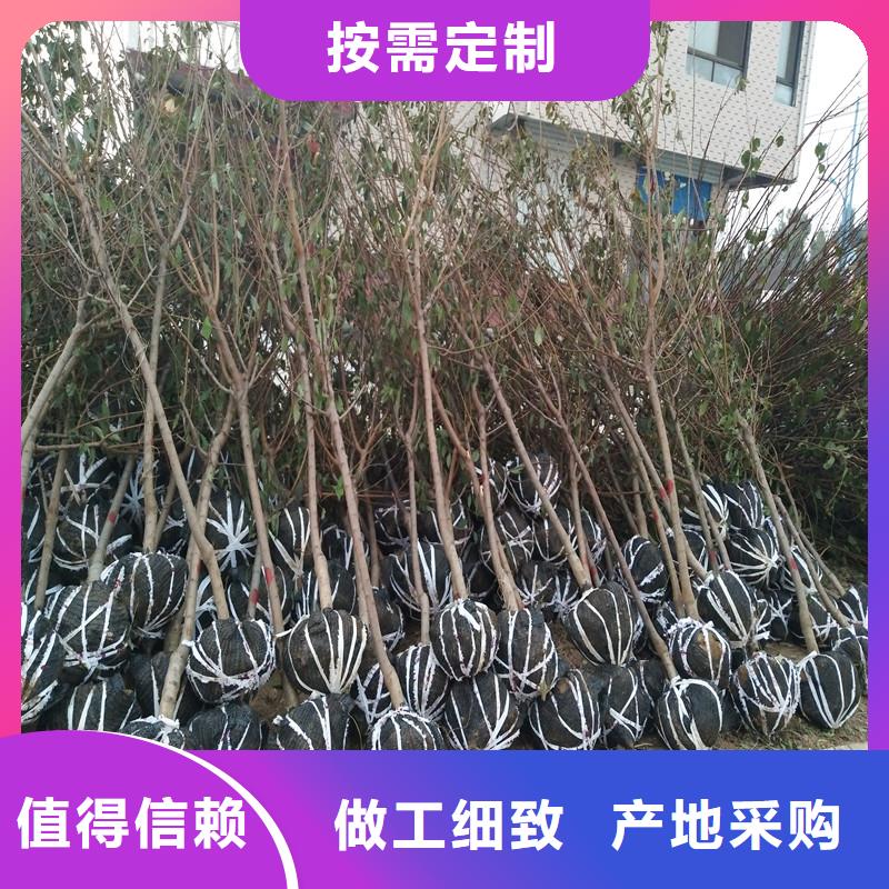 杏_苹果苗现货供应