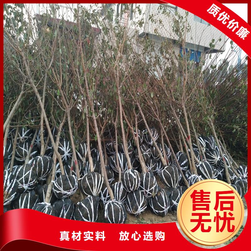 杏【梨树苗】多种场景适用