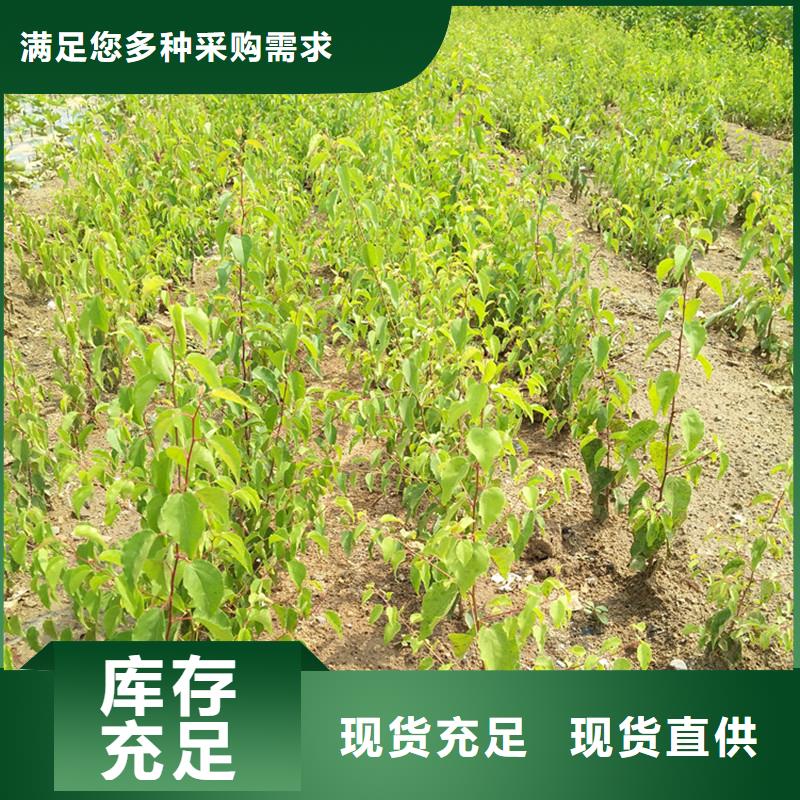 杏_3公分石榴苗匠心工艺