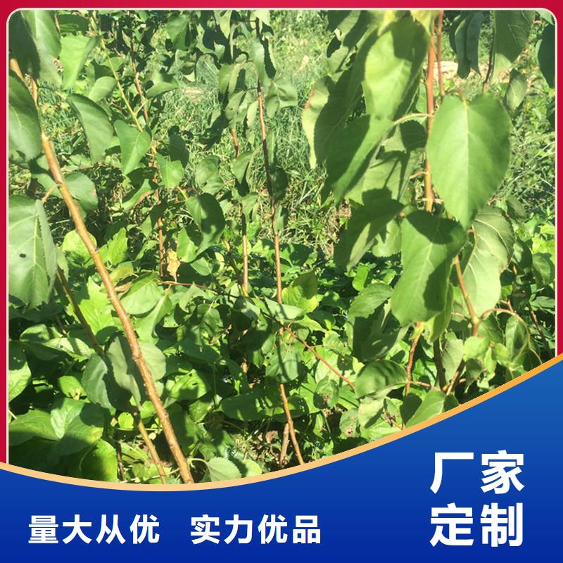 杏蓝莓苗厂家经验丰富