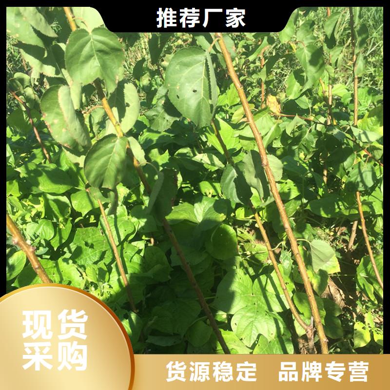 杏_苹果苗不只是质量好
