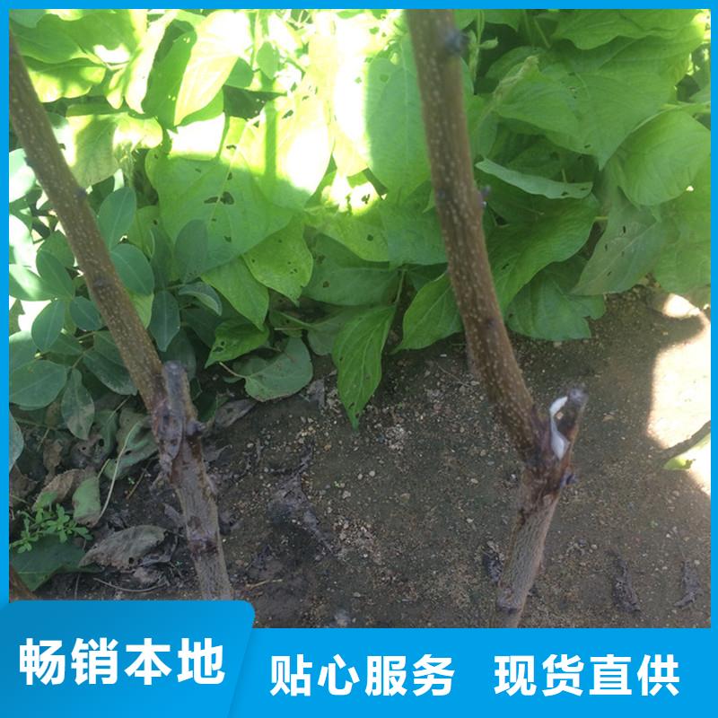 杏-蓝莓苗主推产品