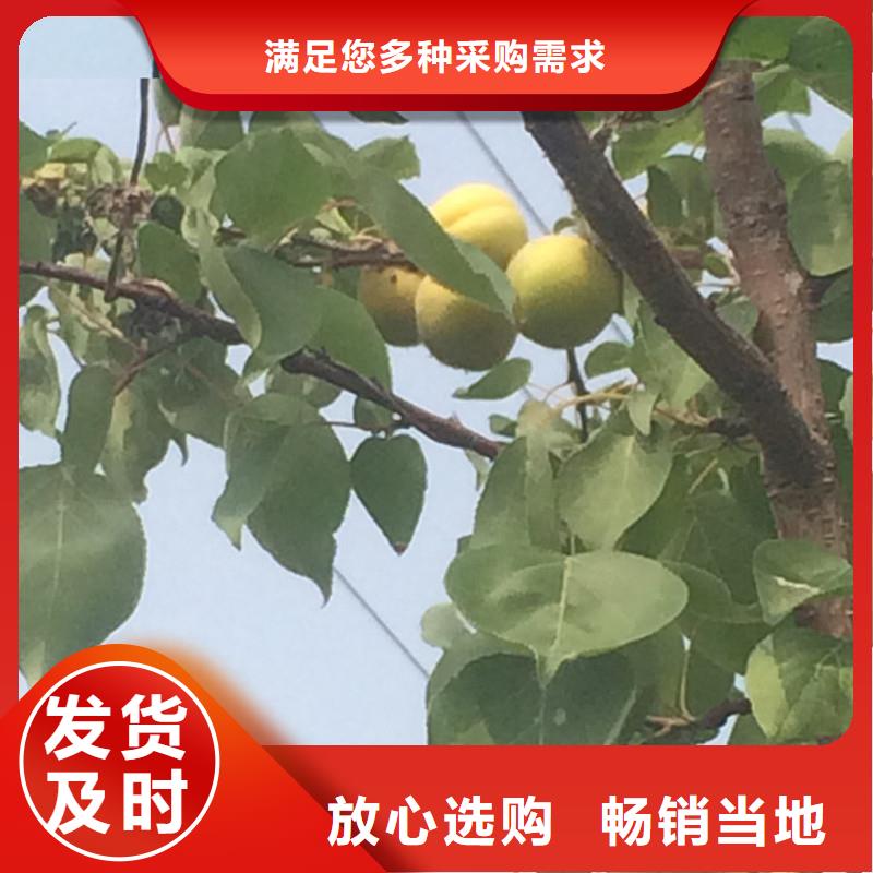 【 杏_苹果苗厂家直销货源充足】轩园西瓜番石榴苗
