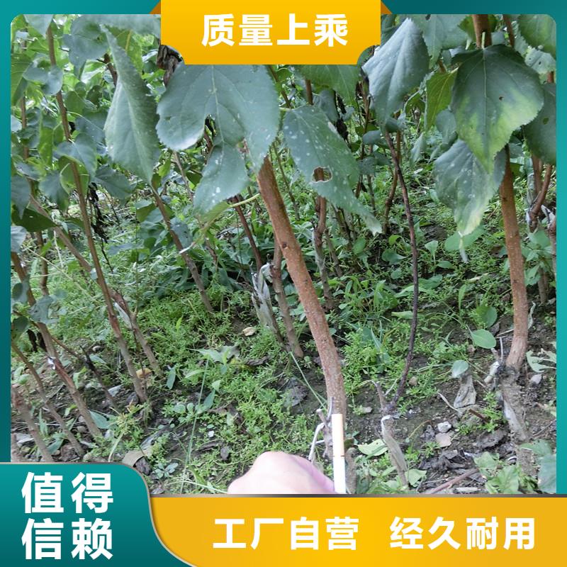 杏苹果苗一站式厂家