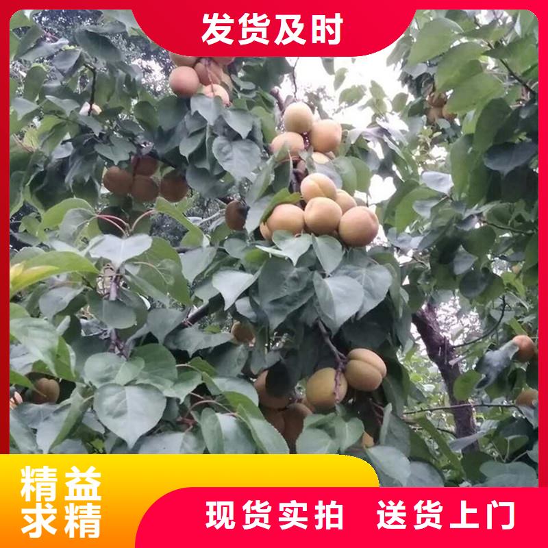 杏,西瓜苗工厂直营