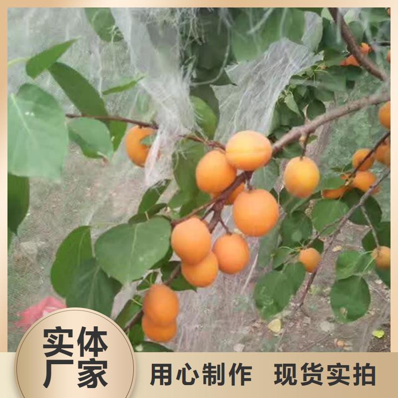 杏无花果苗高品质现货销售