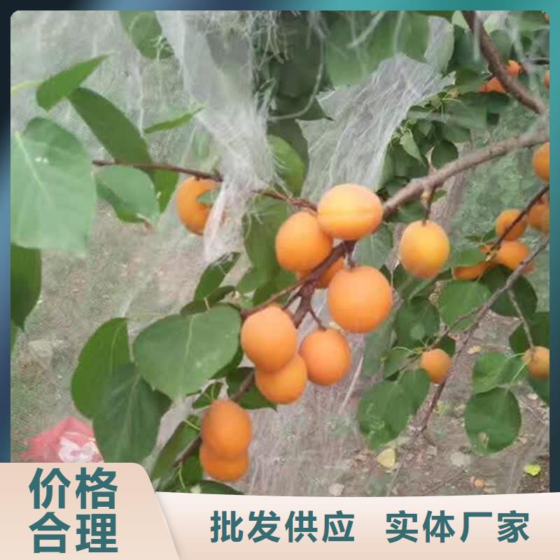 杏_苹果苗种类多质量好