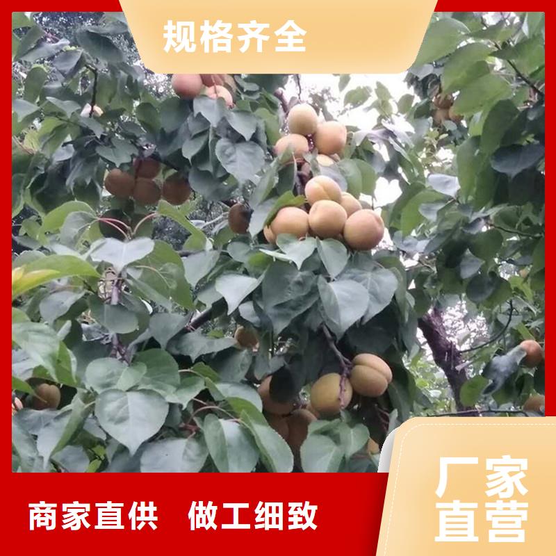 杏【奶油草莓】好品质经得住考验