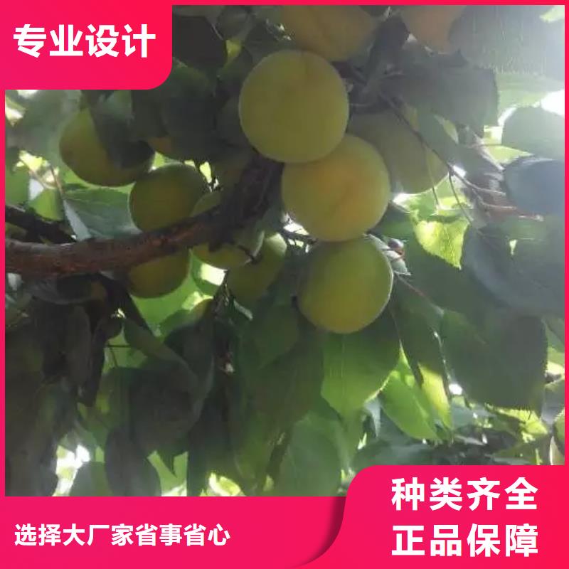 【杏_石榴树厂家直销供货稳定】