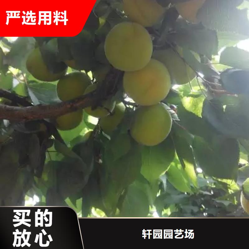 【杏苹果苗产地源头好货】