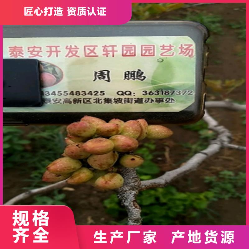 开心果石榴树生产型