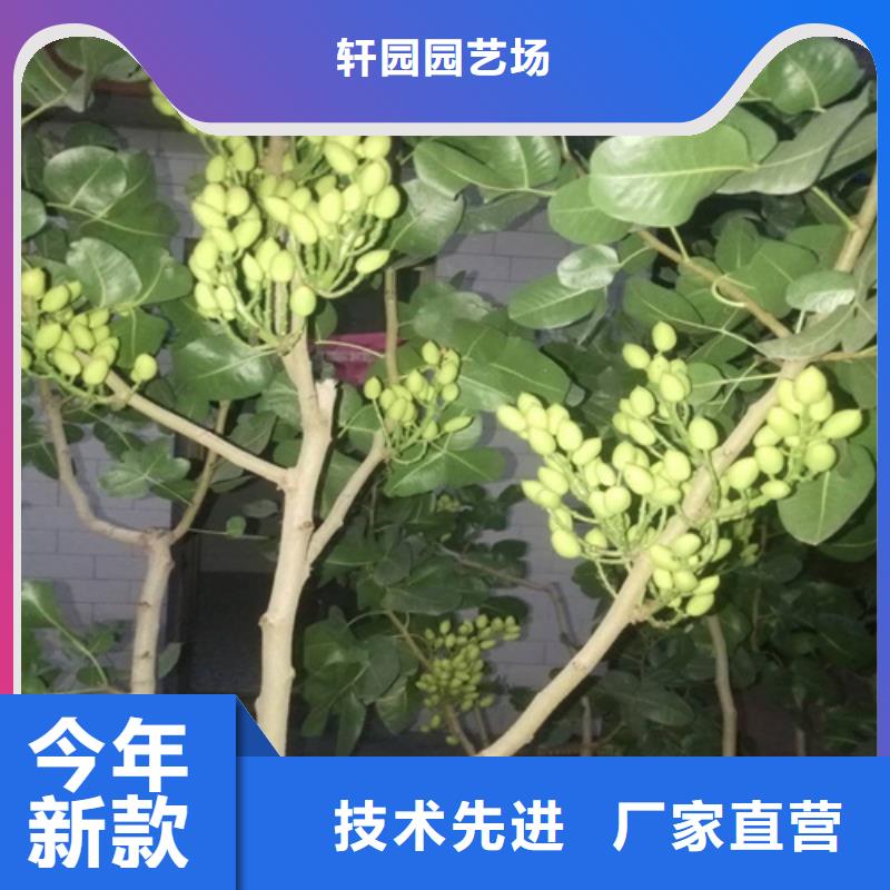 開心果蘋果苗質(zhì)量無憂