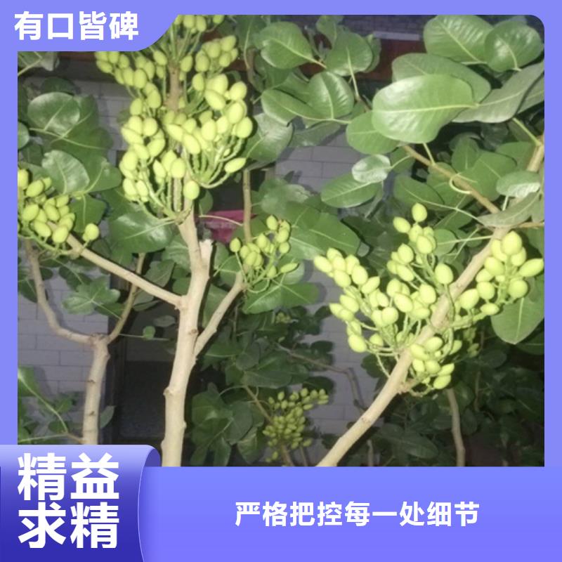 开心果,苹果苗用心制造