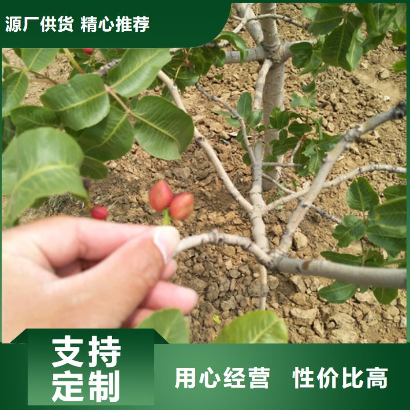 开心果苹果苗质量无忧