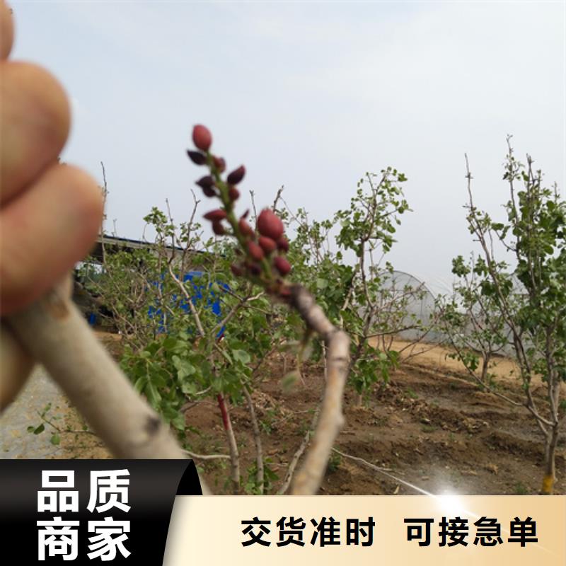 开心果樱桃苗省心又省钱