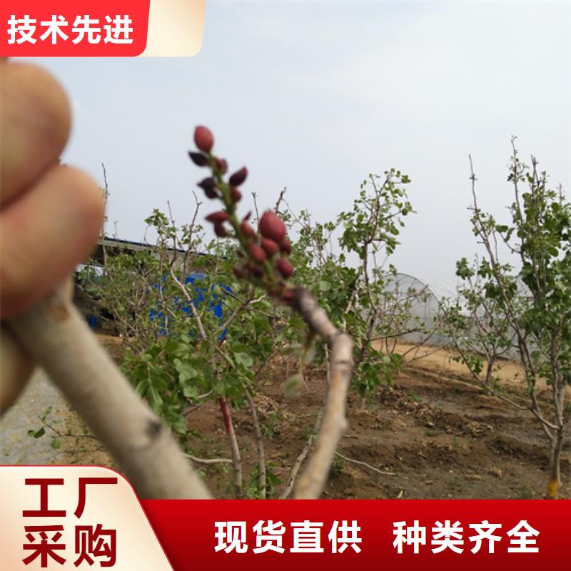 西瓜番石榴苗视频-河北省邯郸市轩园西瓜番石榴苗可服务区域磁县|武安|衡水|唐山|石家庄|保定|廊坊|张家口等