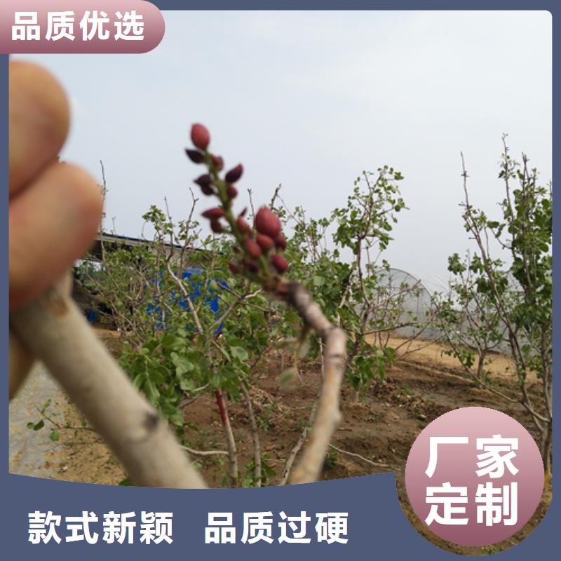 开心果,樱桃苗支持货到付清