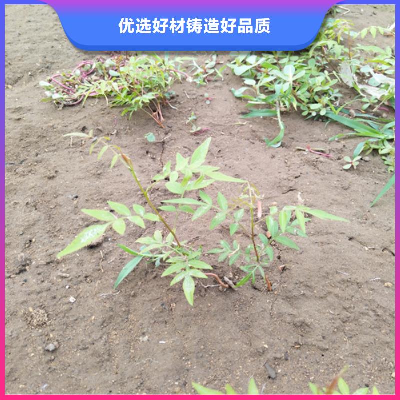 开心果苹果苗质量无忧