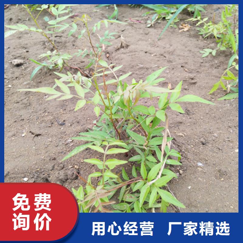 开心果【苹果苗】品种全