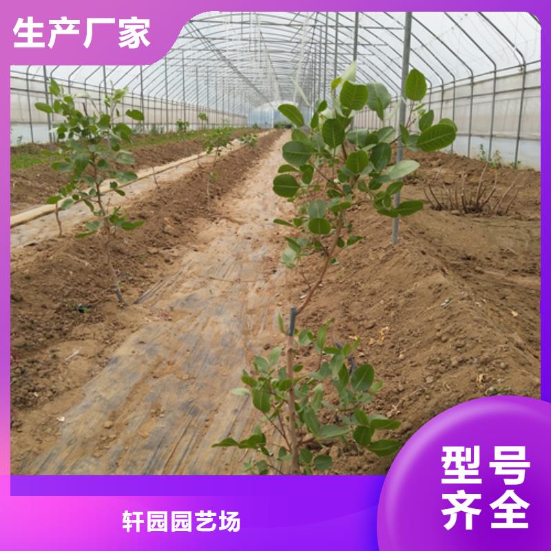 开心果_樱桃苗检验发货