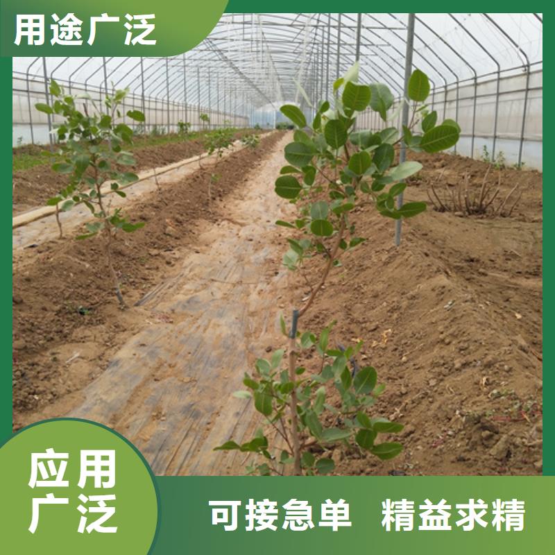 【开心果】石榴树质量优选