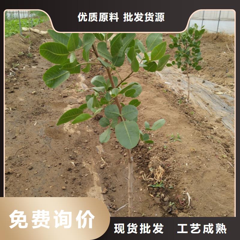 开心果梨树苗价格低