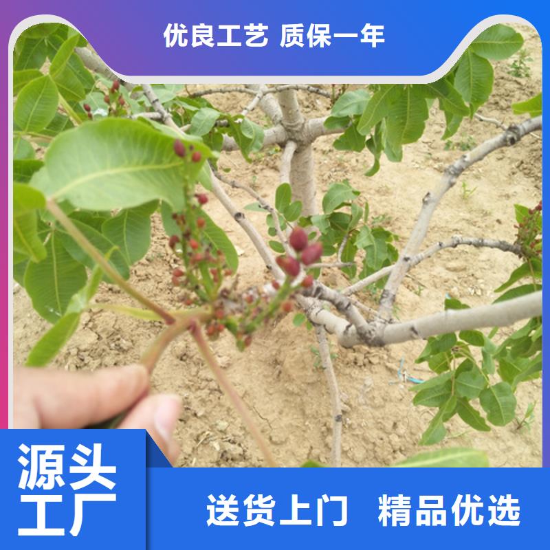 开心果苹果苗支持大批量采购