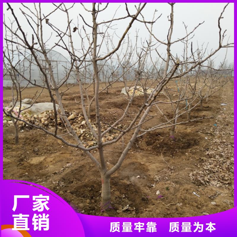 开心果苹果苗产地批发